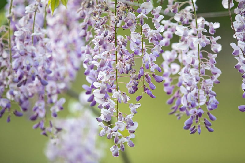 Hanging Garden Creations
